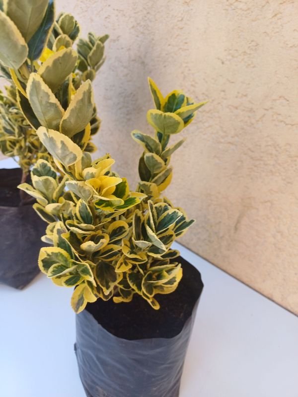 Planta en maceta, excelente condición - imagen 2