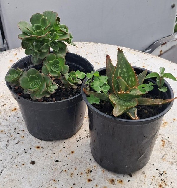 Dos Plantas Suculentas en Macetas Negras