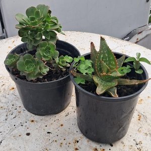Lote anterior: Dos Plantas Suculentas en Macetas Negras