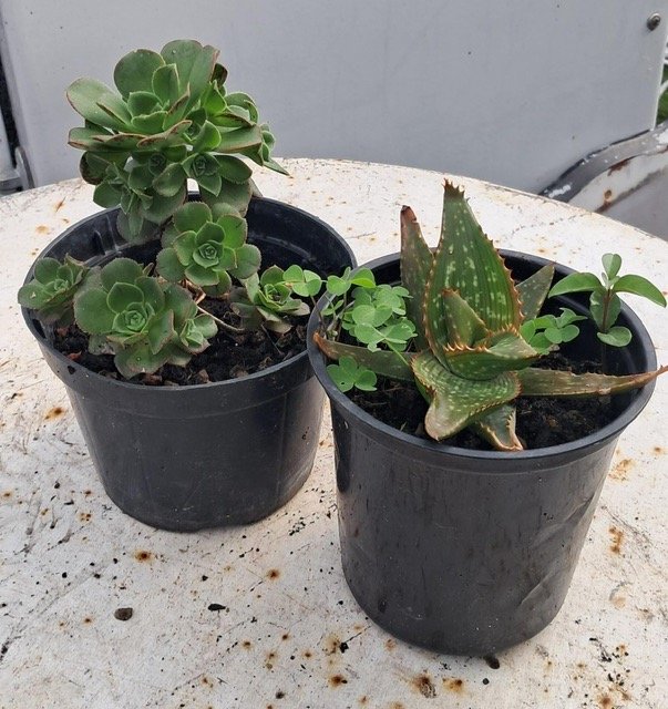 Dos Plantas Suculentas en Macetas Negras