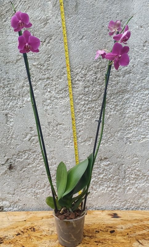 Item 929702 - Image 0