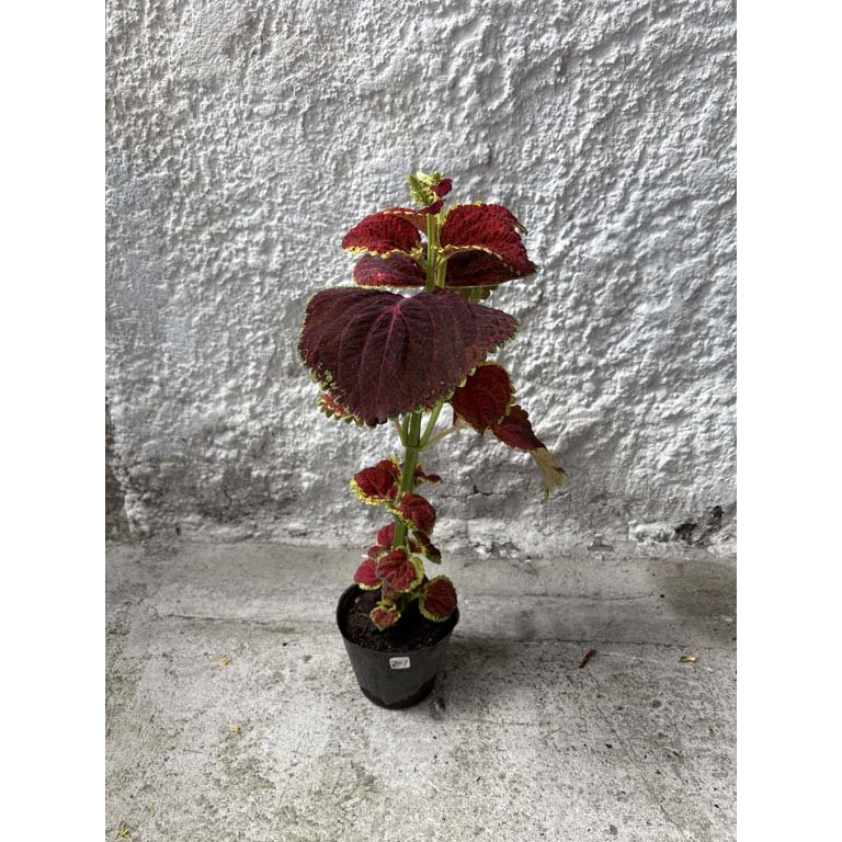 Item 2113564 - Image 0