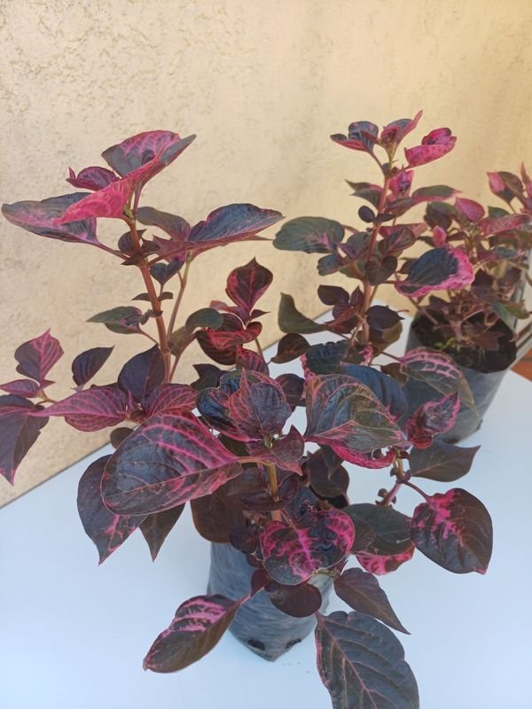 Púrpura de gran tamaño - Planta en maceta - imagen 2