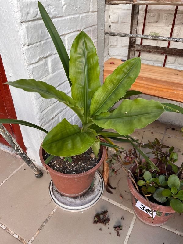 Item 921729 - Image 1