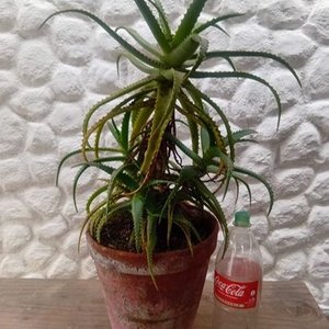Planta Suculenta Aloe Arborecens Grande en Maceta Decorativa - imagen 5