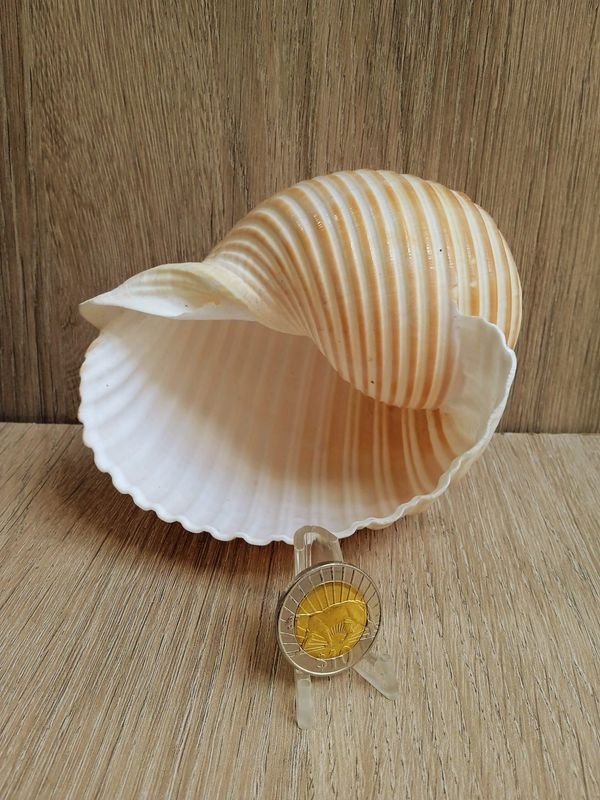 Item 884187 - Image 2