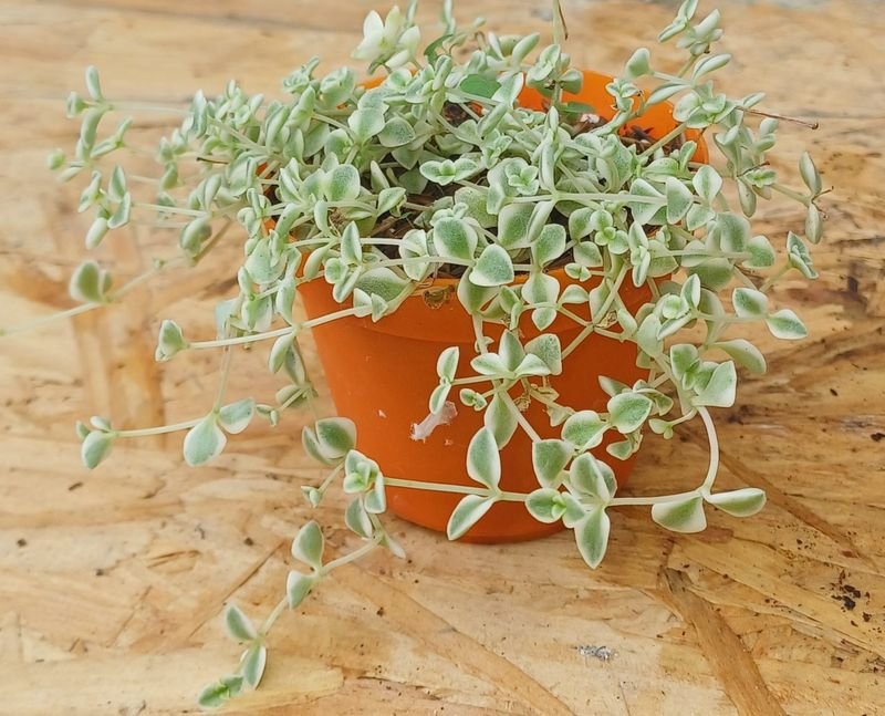 Item 929727 - Image 4