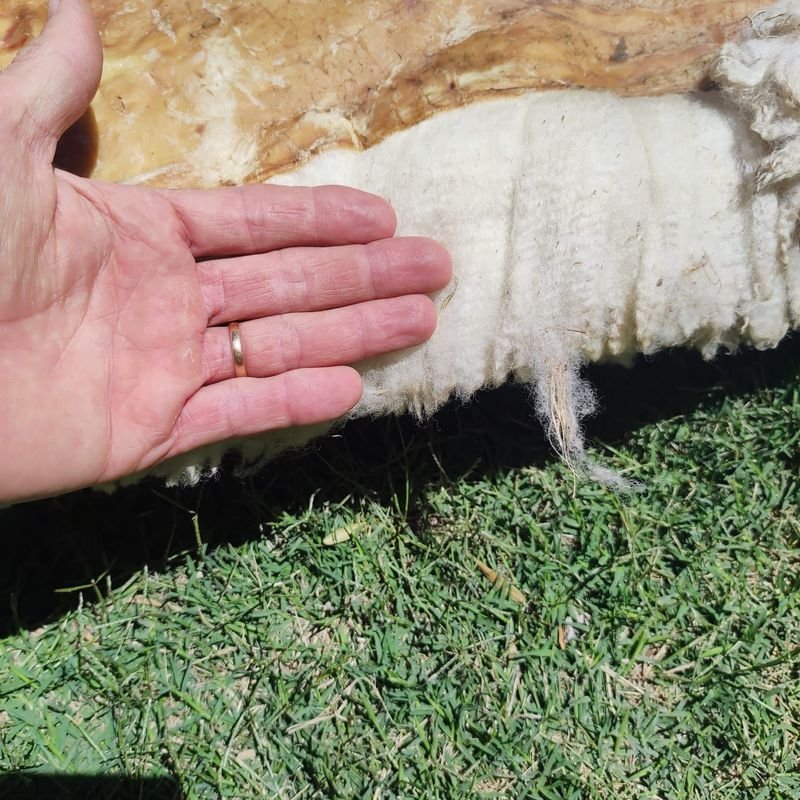 Item 869969 - Image 3