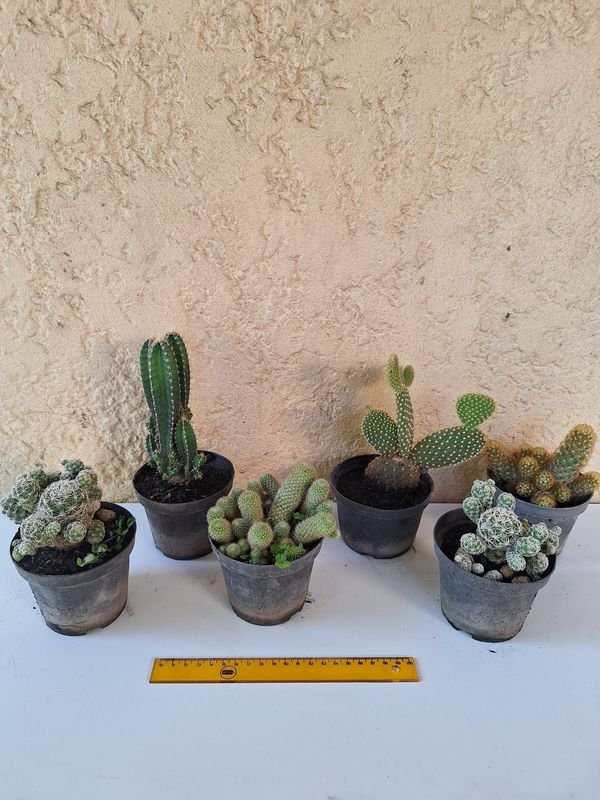 Item 870170 - Image 4