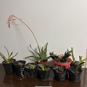 Lote de Plantas Suculentas Variadas en Macetas Negras - imagen 2