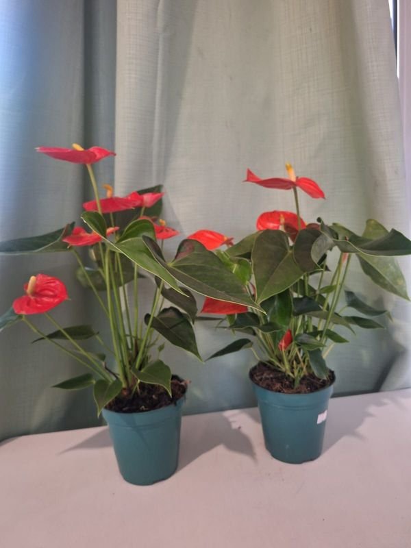 Item 848665 - Image 0