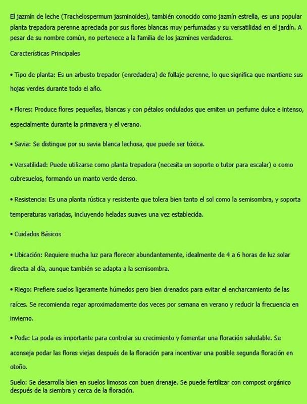 Jazmín de Leche (Trachelospermum Jasminoides) - Planta en Maceta - imagen 2