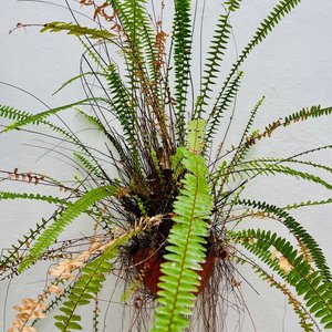 Helecho Verde con Maceta de Barro, 90 cm de Alto - imagen 3