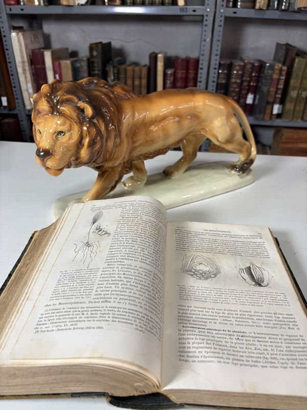 Tratado de Botánica en Francés 1874 - Libro antiguo con estatua de león - imagen 4
