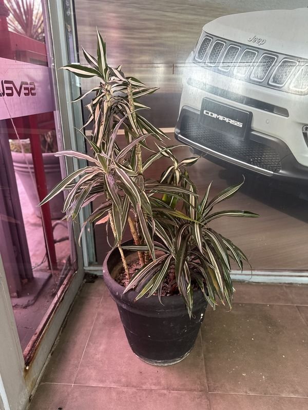 MACETA CON PLANTA (DARCENA 2) - imagen 1