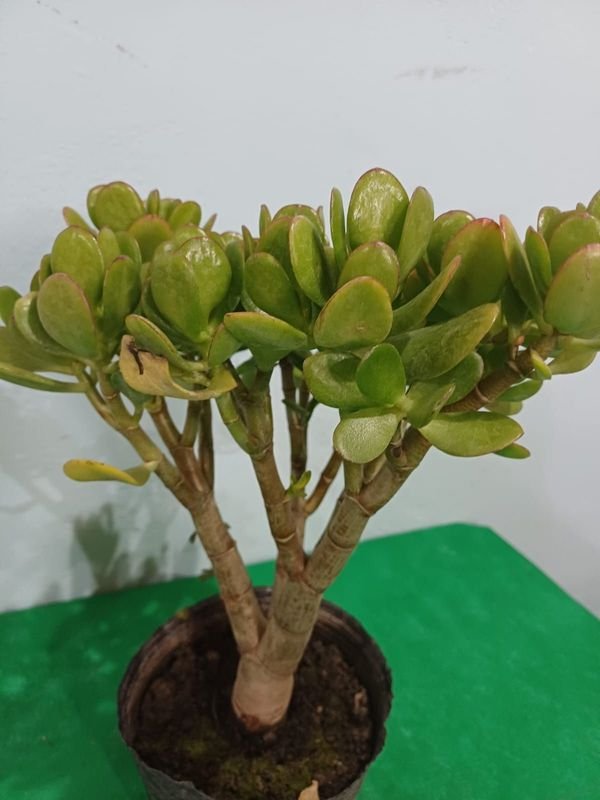 Item 852638 - Image 1