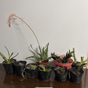 Lote de Plantas Suculentas Variadas en Macetas Negras - imagen 3