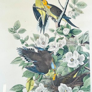 Cuadro de Flores y Aves, Grabado a Color, Marco de Madera - imagen 2