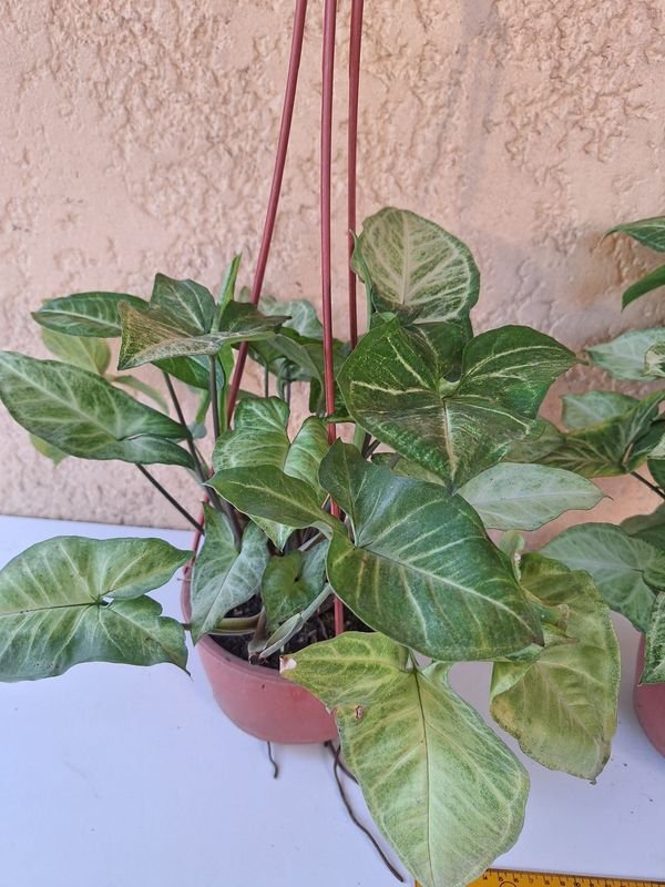 Item 870216 - Image 2