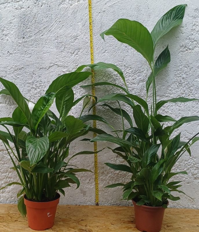Lirio de La Paz - Plantas de Interior - imagen 2