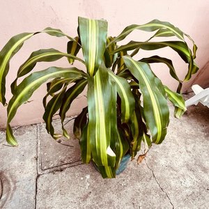 Planta Palo de Agua en Maceta Verde - imagen 2