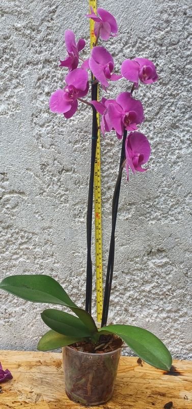 Item 929703 - Image 0