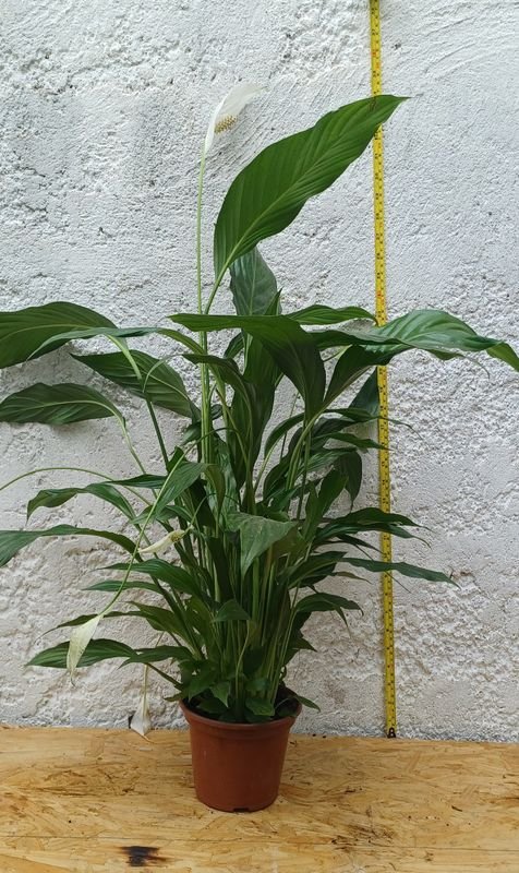 Lirio de La Paz - Plantas de Interior - imagen 5