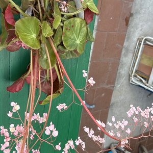 Lote anterior: Planta con Flores Rosadas