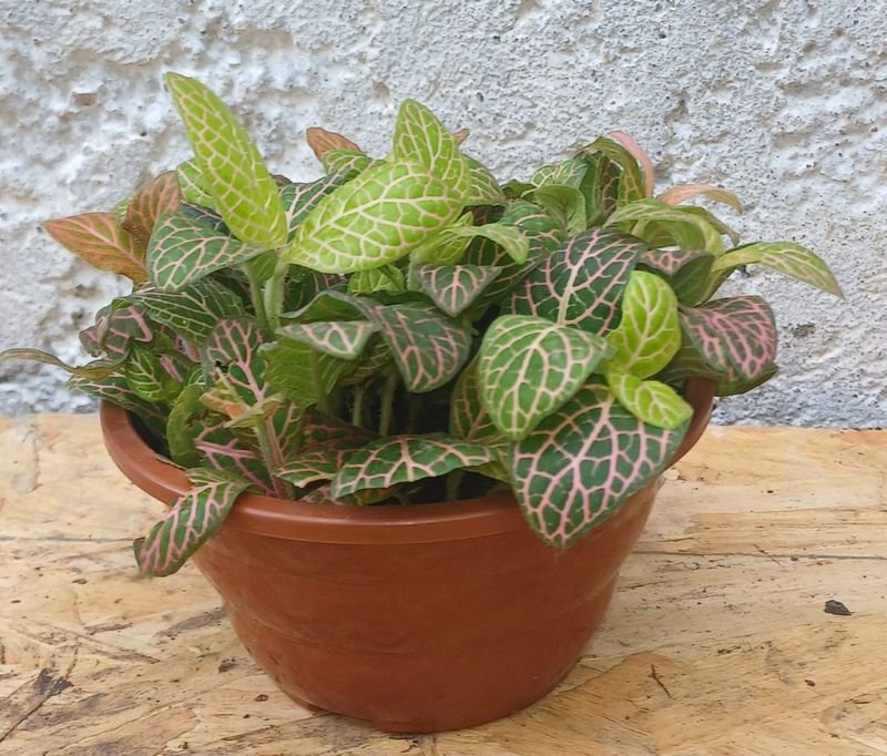 Item 929876 - Image 0