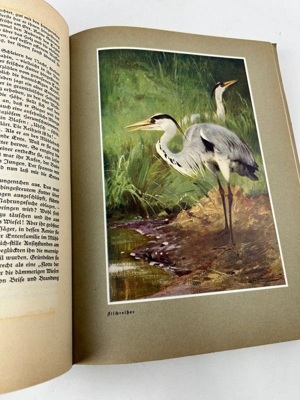 Libro sobre naturaleza y vida silvestre, Bosque y pradera, de Paul von Tschudi - imagen 7