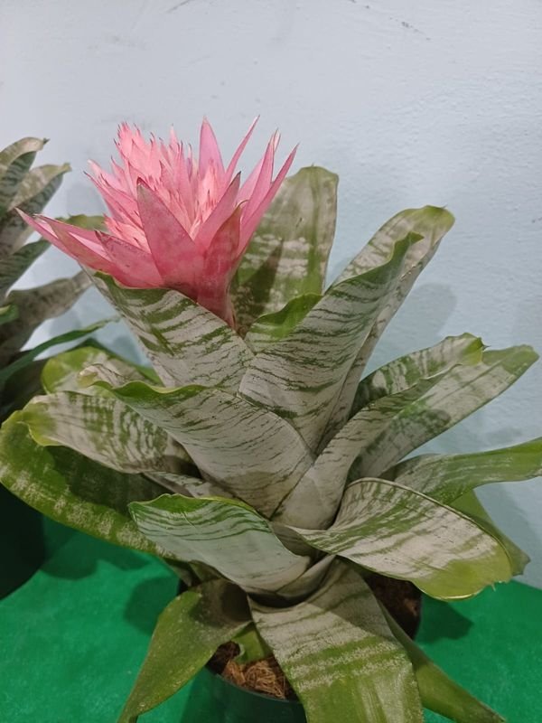 Item 901551 - Image 2