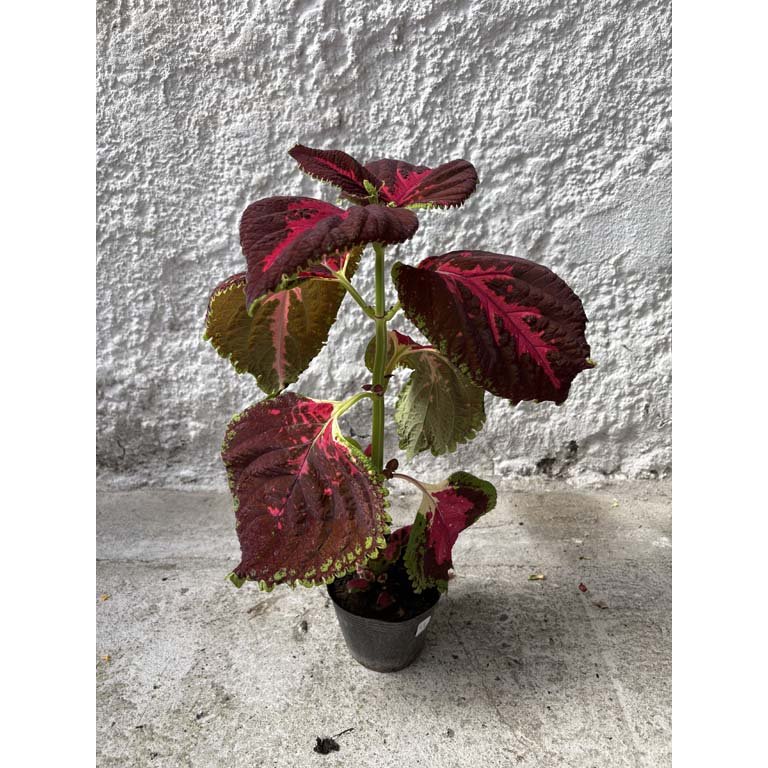 Item 2113558 - Image 0