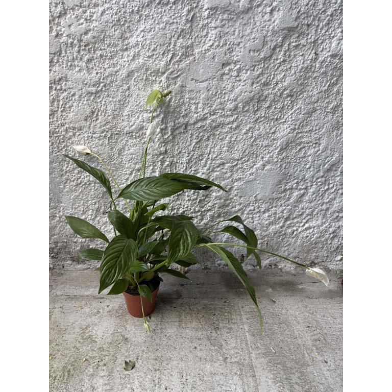 Item 2113574 - Image 0