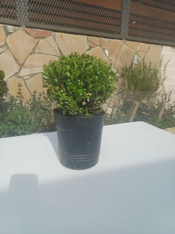 Item 929915 - Image 2