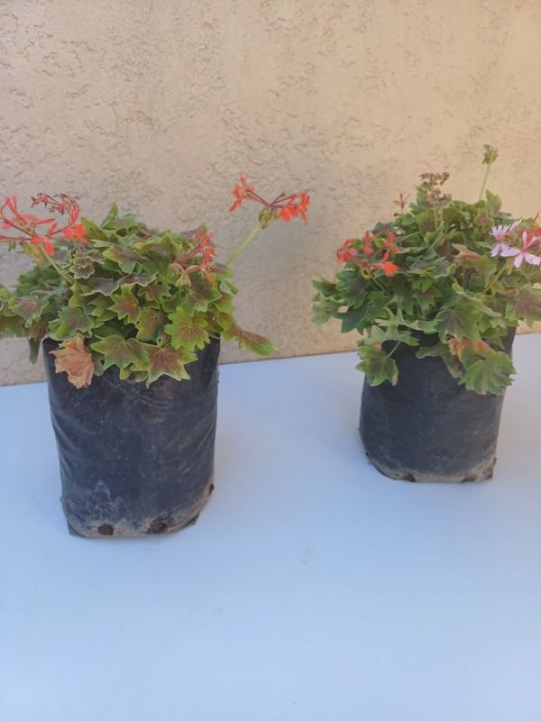 Arreglos de flores en vasos - imagen 3
