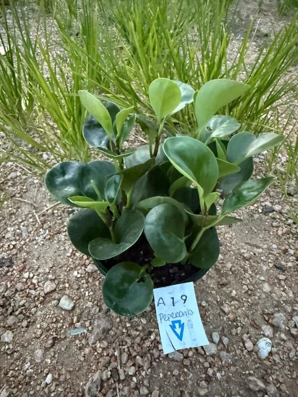 Peperonia en maceta con etiqueta azul