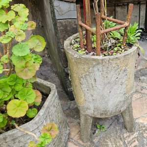 3 Macetones Grandes con Plantas: Malvón, Aloe y Más - imagen 3