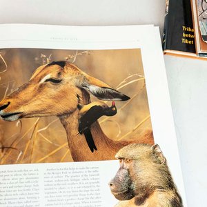 Lote de 3 Libros: Sarawak Style, The Seven Sisters of India, The Kruger National Park - imagen 2