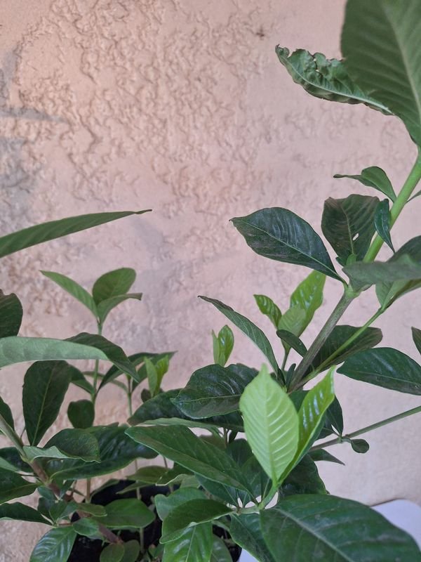 Item 870084 - Image 2