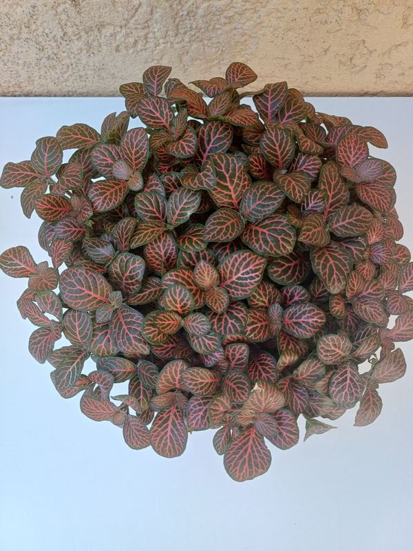 Planta en macetas con hojas verdes y rojas - imagen 6