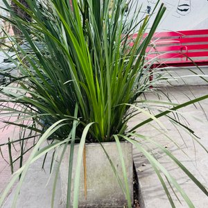 Juego de 4 Macetas de Cemento con Plantas - imagen 4