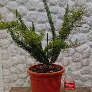 Helecho Espárrago en Maceta Naranja con Envase de 2 Litros - imagen 7
