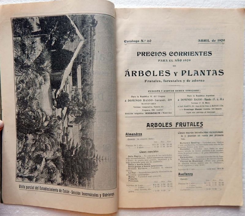 Catálogo de Árboles Frutales y Forestales del Domingo Basso - imagen 3