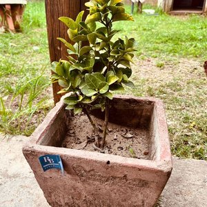 Planta en Maceta de Hormigón Cuadrada - imagen 1