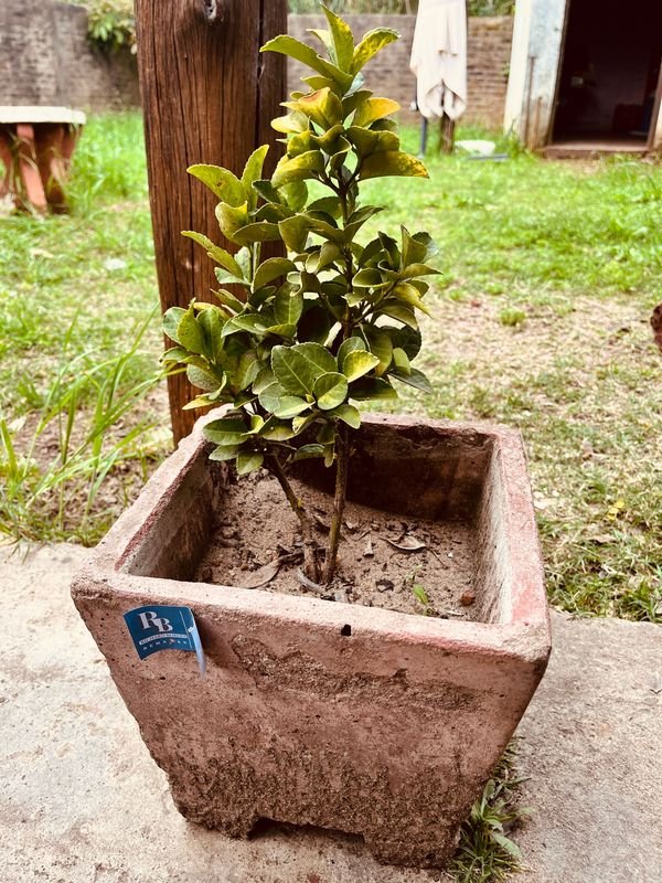 Planta en Maceta de Hormigón Cuadrada