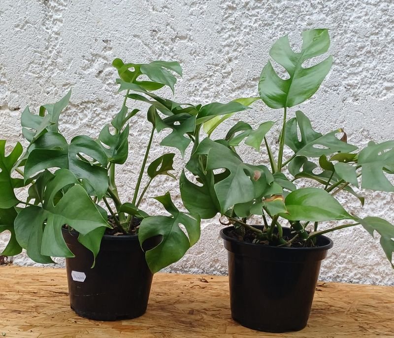 Monstera Plantas con Hojas Brillantes - imagen 3