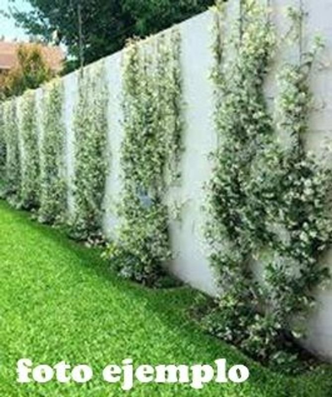 Jazmín de Leche (Trachelospermum Jasminoides) - Planta en Maceta - imagen 5