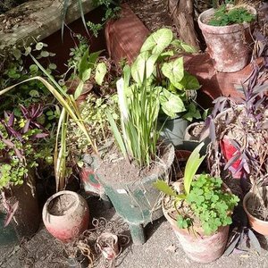 Lote de Macetas con y sin Plantas Variadas - imagen 2
