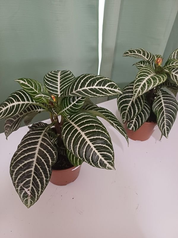 Item 852640 - Image 0