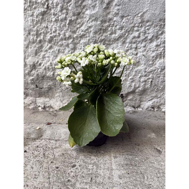 Item 2113579 - Image 0